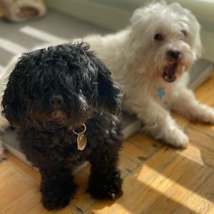 Meet your Posher, Maria